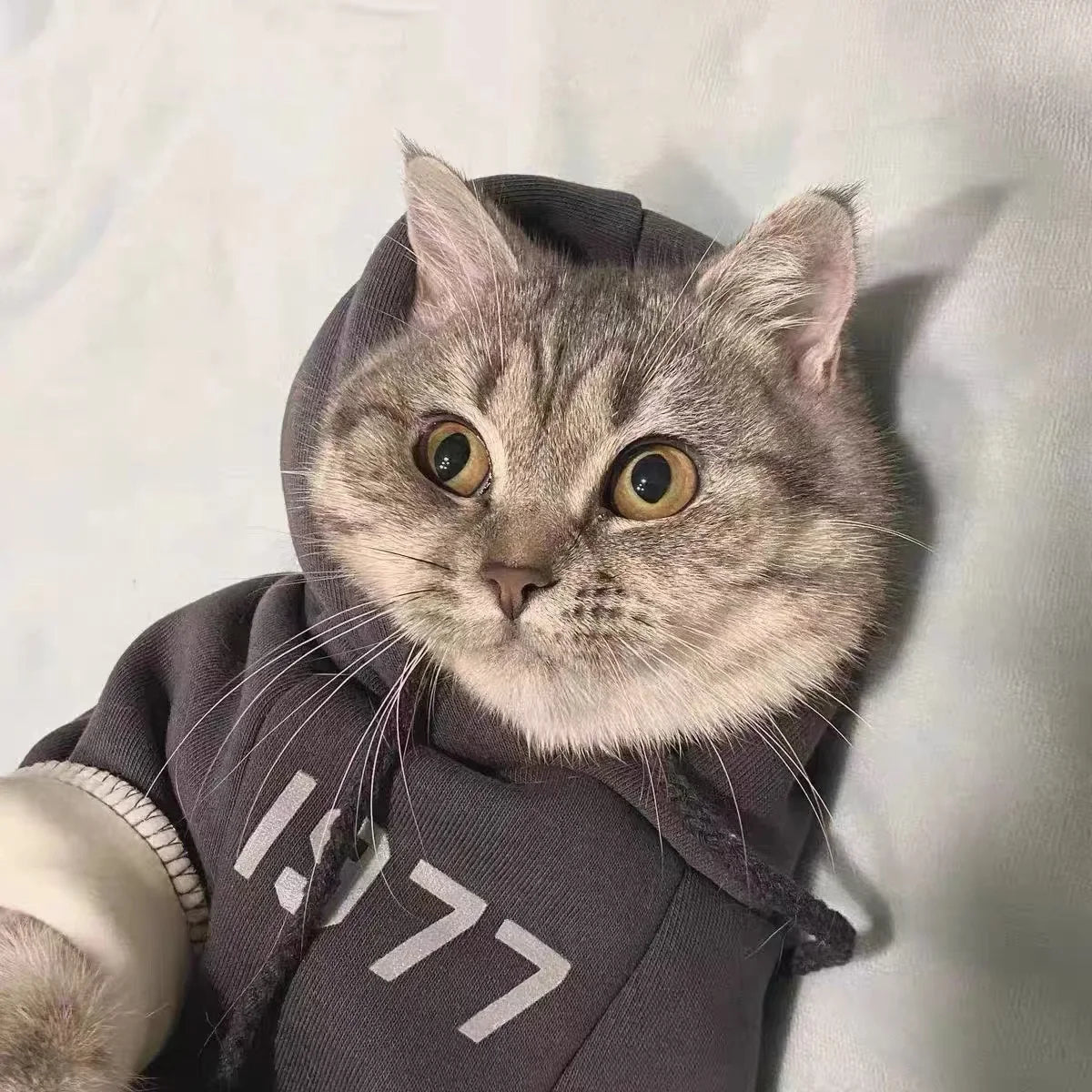 Simple Number Print Pet Hoodie – Solid Color, Thick & Warm for Small Cats